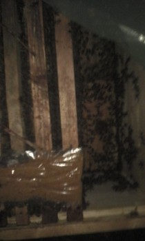 IMG_20150809_210850.jpg