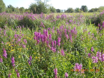 rsz_2dscn1656.jpg