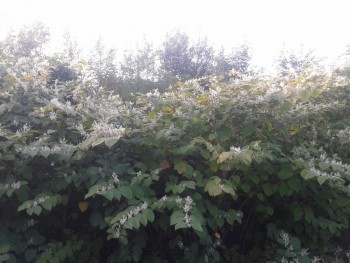 rsz_20150916_183840.jpg