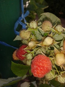rsz_20140830_090308.jpg