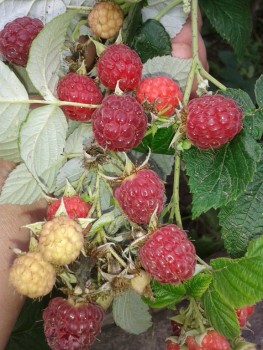 rsz_20151001_124109.jpg