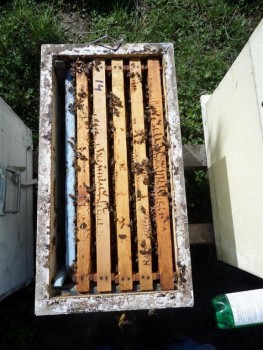 fam_carpatina (Medium).JPG