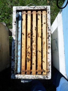 f0_buck (Medium).JPG