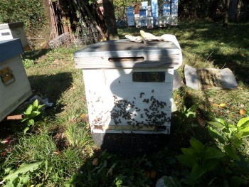 roi_urdinis_dublu (Medium).JPG