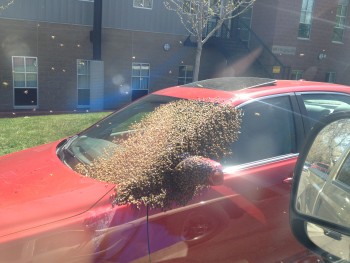 bee swarm.jpg