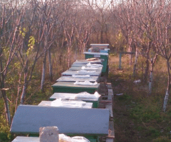 IMG-20151214-WA0012.gif