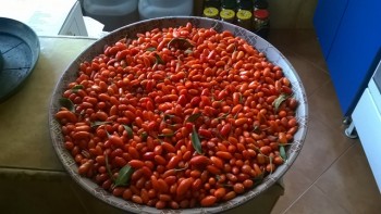 Recolta de goji.jpg