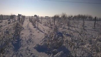 Gradina din camp.jpg
