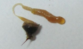 test nosemoza.jpg