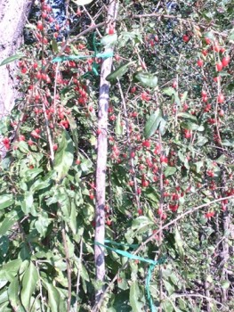 IMG00135.jpg