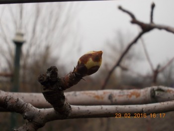 rsz_dscn1470.jpg