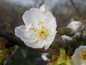 rsz_dscn1605.jpg
