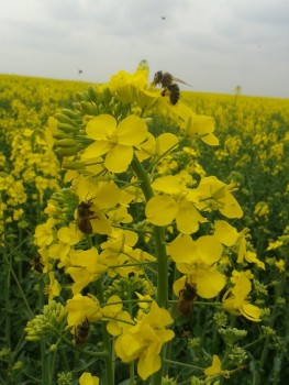 rsz_img_3830.jpg