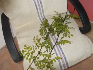 salcamul infloreste,25 04 2016 ora 18 ,30,ploua,temp 5 gr 003.JPG