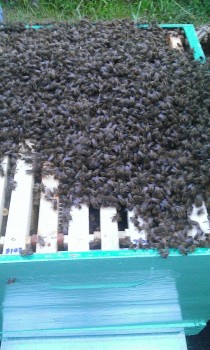 WP_20160508_004.jpg