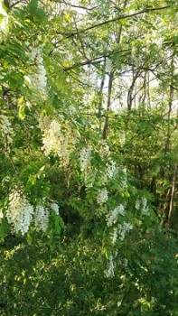 IMG-20160513-WA0001.jpeg