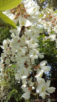 rsz_img_20160514_131507-1.jpg