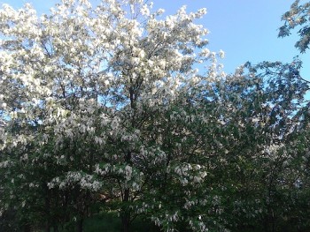 IMG_20160519_071341.jpg