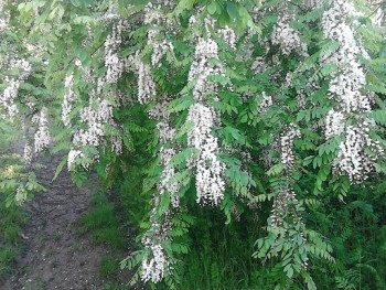 IMG_20160519_072156.jpg