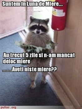 Eusuntare1453541063poze-amuzante-pisica-in-luna-de-miere.jpg