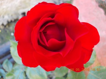 rsz_dscn1891.jpg
