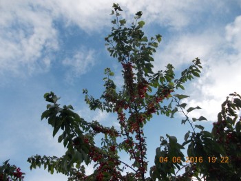 rsz_1dscn1930.jpg