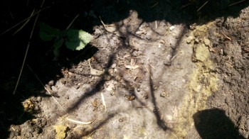 IMG_20160604_135257.jpg