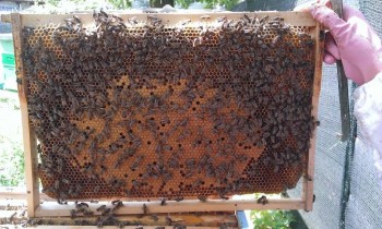 WP_20160626_028.jpg