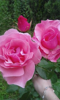 WP_20160611_025.jpg