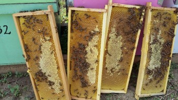 20160729_151225-800x450.jpg