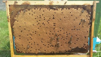 20160801_133218-800x450.jpg