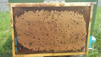 20160801_133155-800x450.jpg