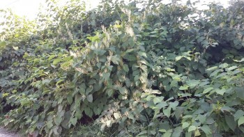 20160731_154626-800x450.jpg