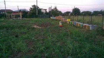 Cultura mea de lavanda sub acoperire.jpg