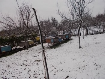 prima zapada noiembrie 2016 004.JPG