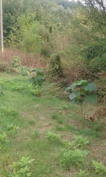 paulownia - Copy.jpg