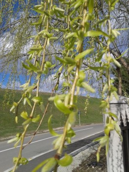 rsz_20170317_142955.jpg