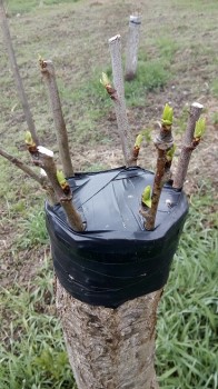 IMG_20170405_113109.jpg