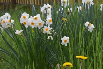DSC_0630 - Copy.JPG