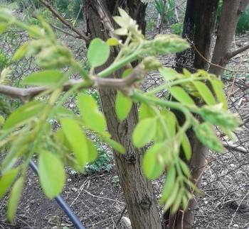 20170417_salcam dambovita.jpg