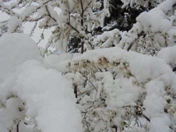 DSC00237.JPG