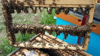 20170525_111117-816x459.jpg