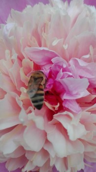 rsz_img_20170529_165239.jpg