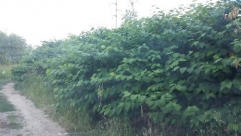 20170606_210145-816x459.jpg