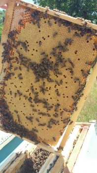 20170628_144632-459x816.jpg