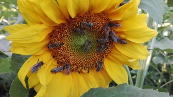 rsz_img_20170625_192007.jpg