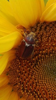 rsz_img_20170703_174906.jpg
