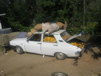 Prun 005.jpg
