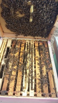 20170907_165014-459x816.jpg