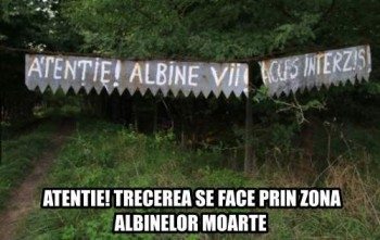 atentie_zona_cu_albine_vii.jpg